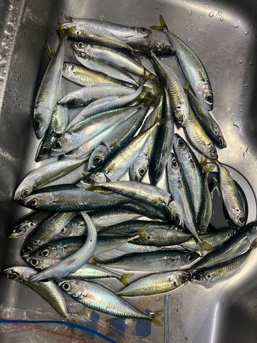 アオアジの釣果