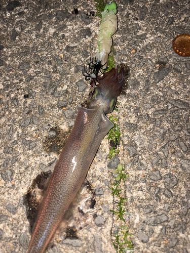 イカの釣果