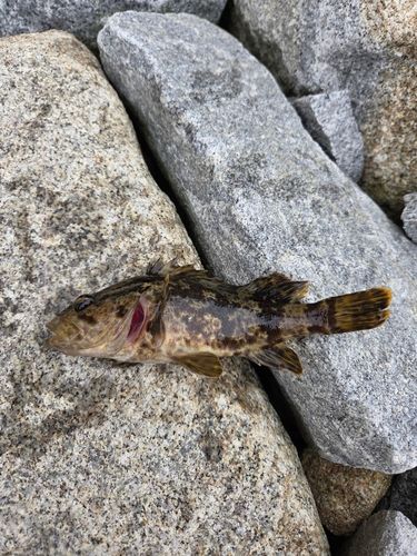 タケノコメバルの釣果