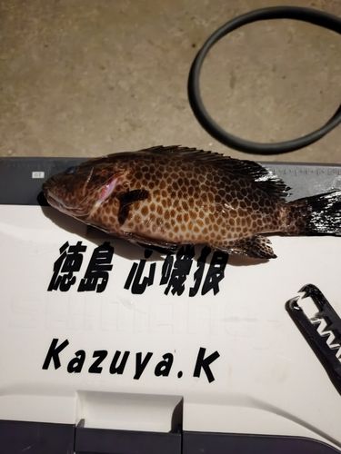 オオモンハタの釣果