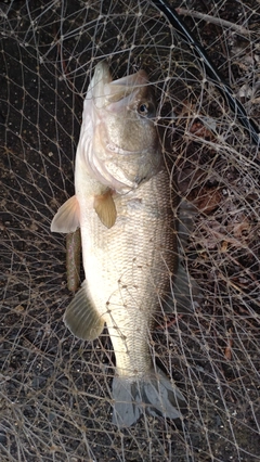 ラージマウスバスの釣果