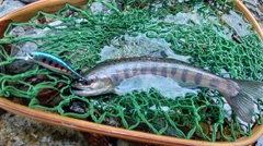 ヤマメの釣果