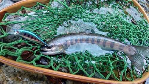 ヤマメの釣果