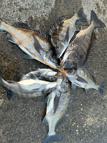 チヌの釣果