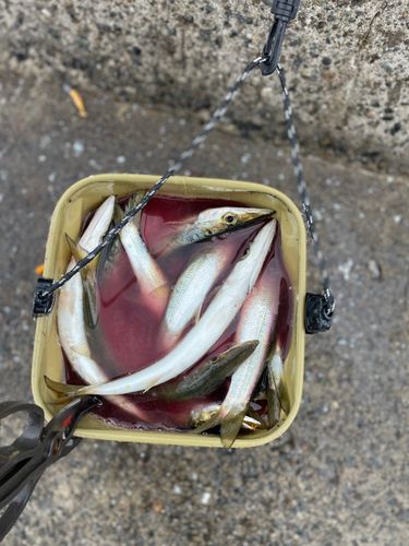 カマスの釣果