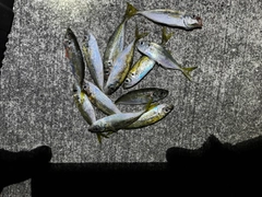 マアジの釣果