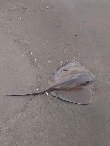エイの釣果