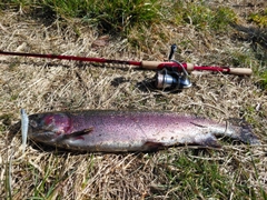 ニジマスの釣果