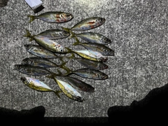 マアジの釣果