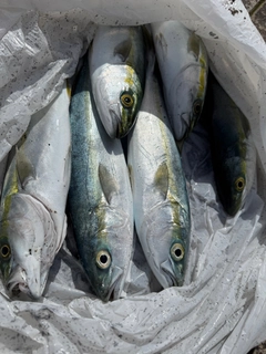 ワカシの釣果