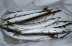 アカカマスの釣果