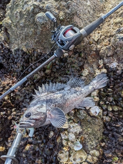 クロソイの釣果