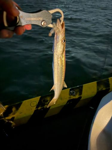 カマスの釣果