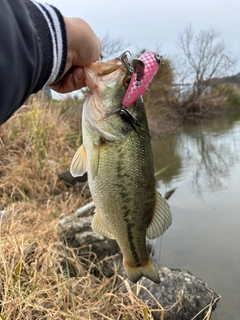 ラージマウスバスの釣果
