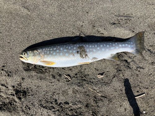 アメマスの釣果
