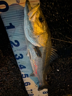 シーバスの釣果