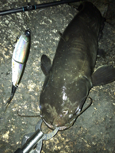 ナマズの釣果