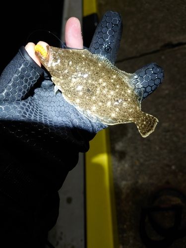 ソゲの釣果
