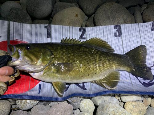 烏川（群馬）で釣れたブラックバスの釣り・釣果情報 - アングラーズ