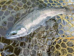 ニジマスの釣果