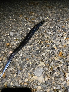 タチウオの釣果