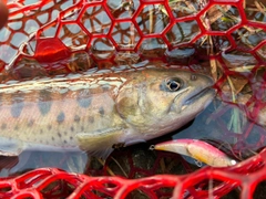 ヤマメの釣果