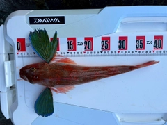 シロアマダイの釣果
