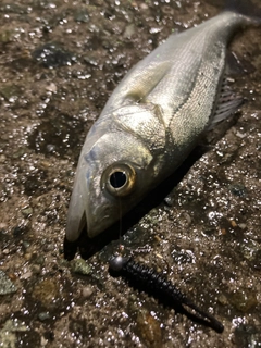 セイゴ（タイリクスズキ）の釣果