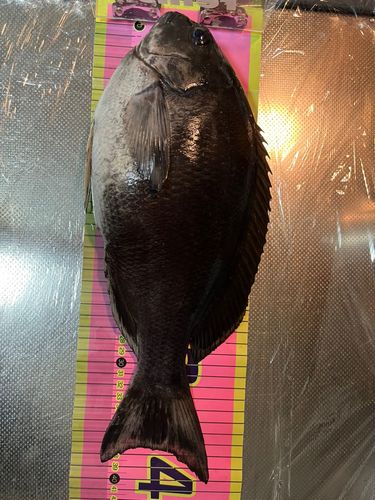 メジナの釣果