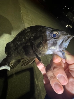 クロソイの釣果