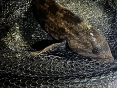 アイナメの釣果