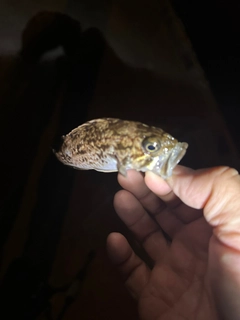 クロソイの釣果