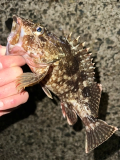 カサゴの釣果