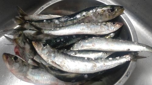 イワシの釣果