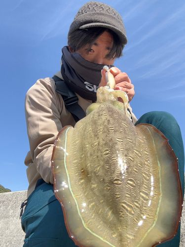 コウイカの釣果