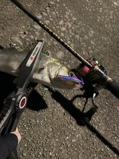 セイゴ（マルスズキ）の釣果