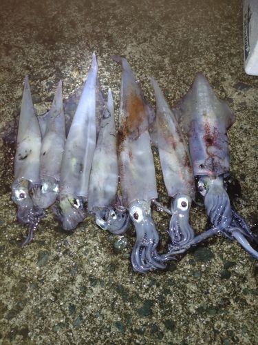 ササイカの釣果