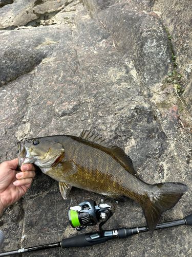 木津川上流（京都）で釣れたブラックバスの釣り・釣果情報