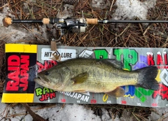 ラージマウスバスの釣果