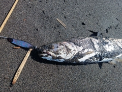 アメマスの釣果