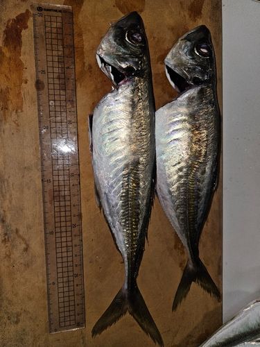 マアジの釣果