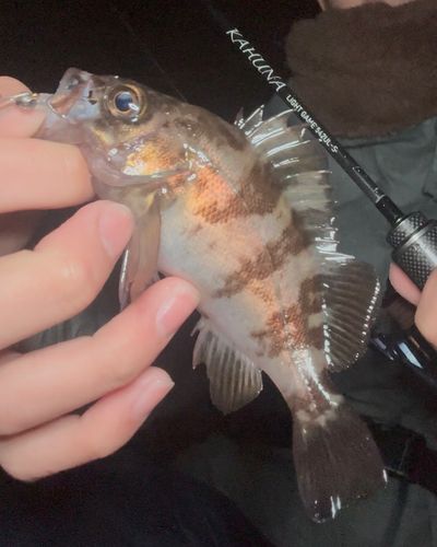 メバルの釣果