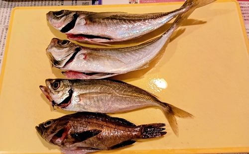 アジの釣果