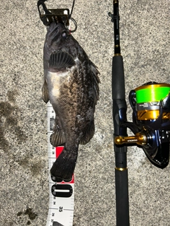 クロソイの釣果