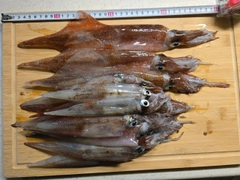 ササイカの釣果