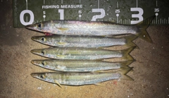 アカカマスの釣果