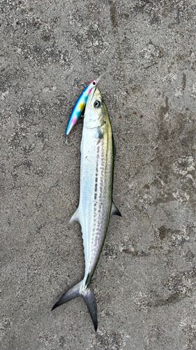 サゴシの釣果