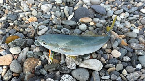 フクラギの釣果