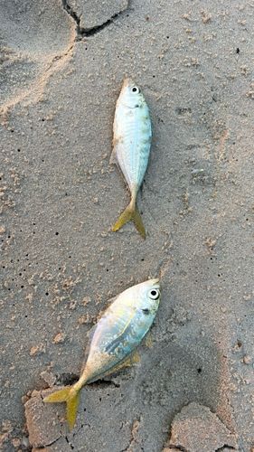 メッキの釣果
