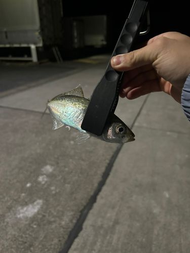 マアジの釣果